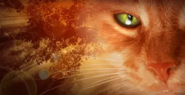 "Коти-вояки" отримають екранізацію – до серіалу долучилась авторка проєктів всесвіту Marvel