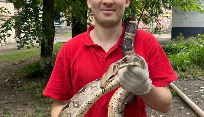 У Києві рятувальники зняли з дерева імператорського удава, який утік під час прогулянки