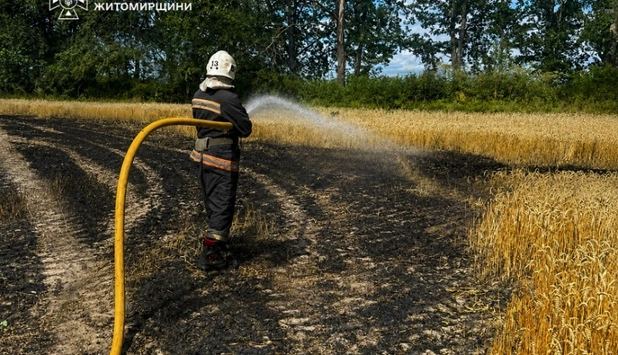 На Житомирщині через російські атаки знищило 2 га пшеничного поля 