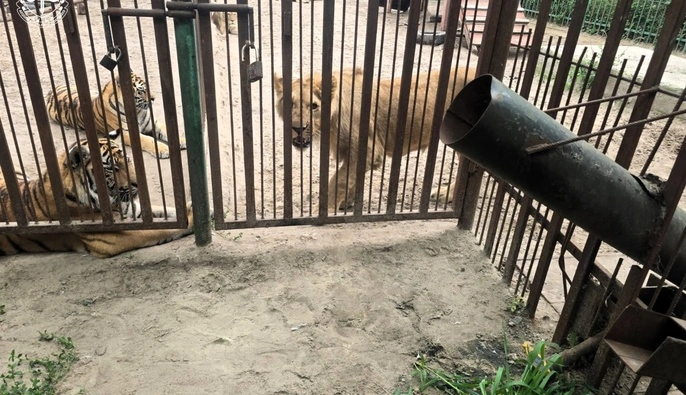 В Полтавской области львица травмировала 5-летнего мальчика во время кормления тигров: детали