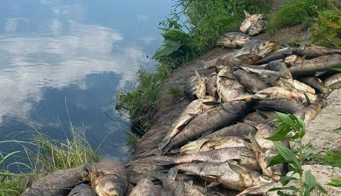 Масова загибель риби на Київщині може бути наслідком забруднення водойм