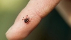У Києві майже половина досліджених кліщів виявилася інфікованою збудниками хвороби Лайма