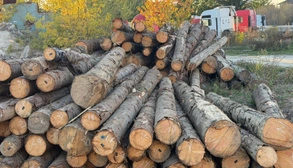 Продавали древесину за полцены: ГБР разоблачило чиновников лесхоза на Прикарпатье