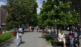 У Києві шукають спосіб зберегти каштани: як дерева потерпають від шкідника