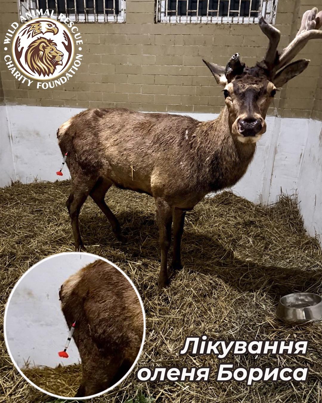 Олень Борис во время лечения