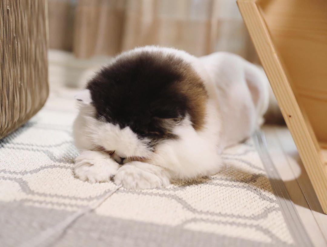 Найден самый сонный кот в мире