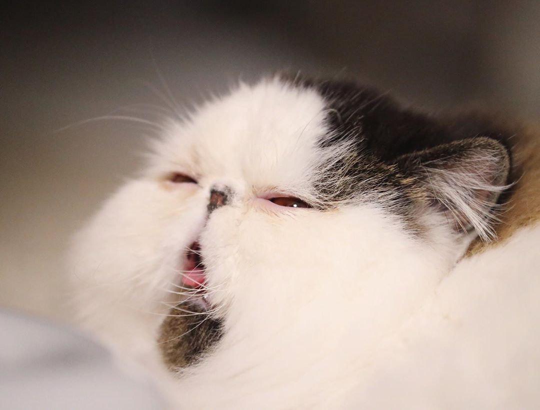 Знайдено найсонніший кіт у світі