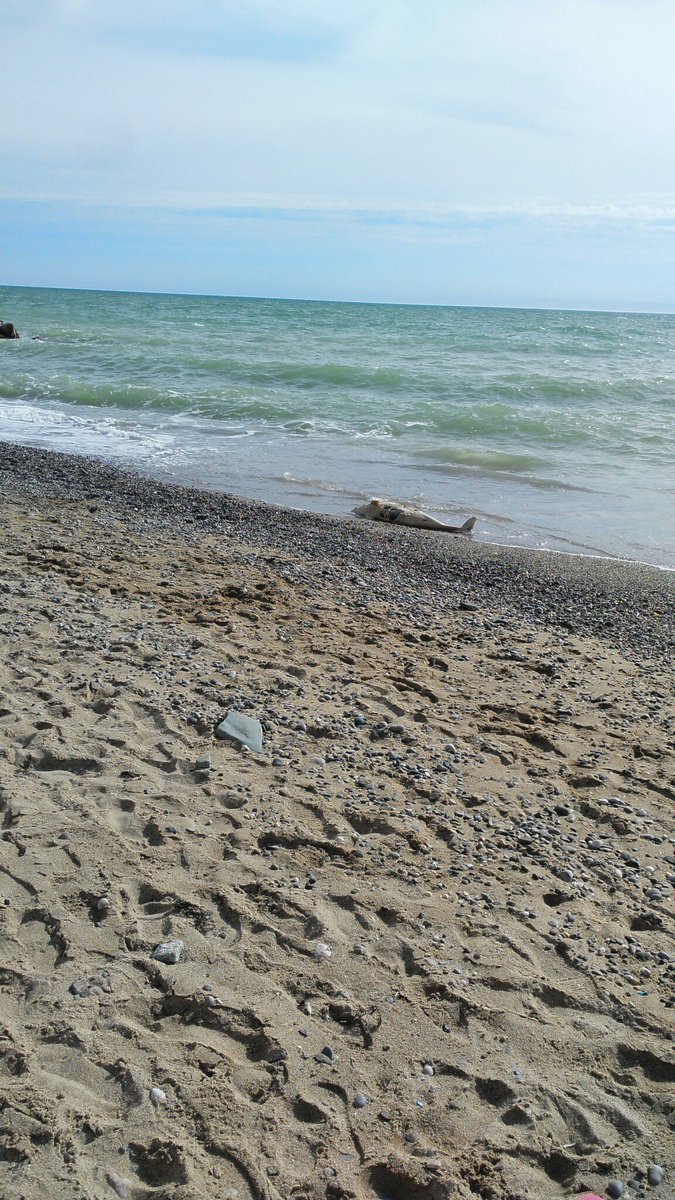 Мертвые дельфины вместо туристов: опубликованы фото одного из пляжей в Крыму