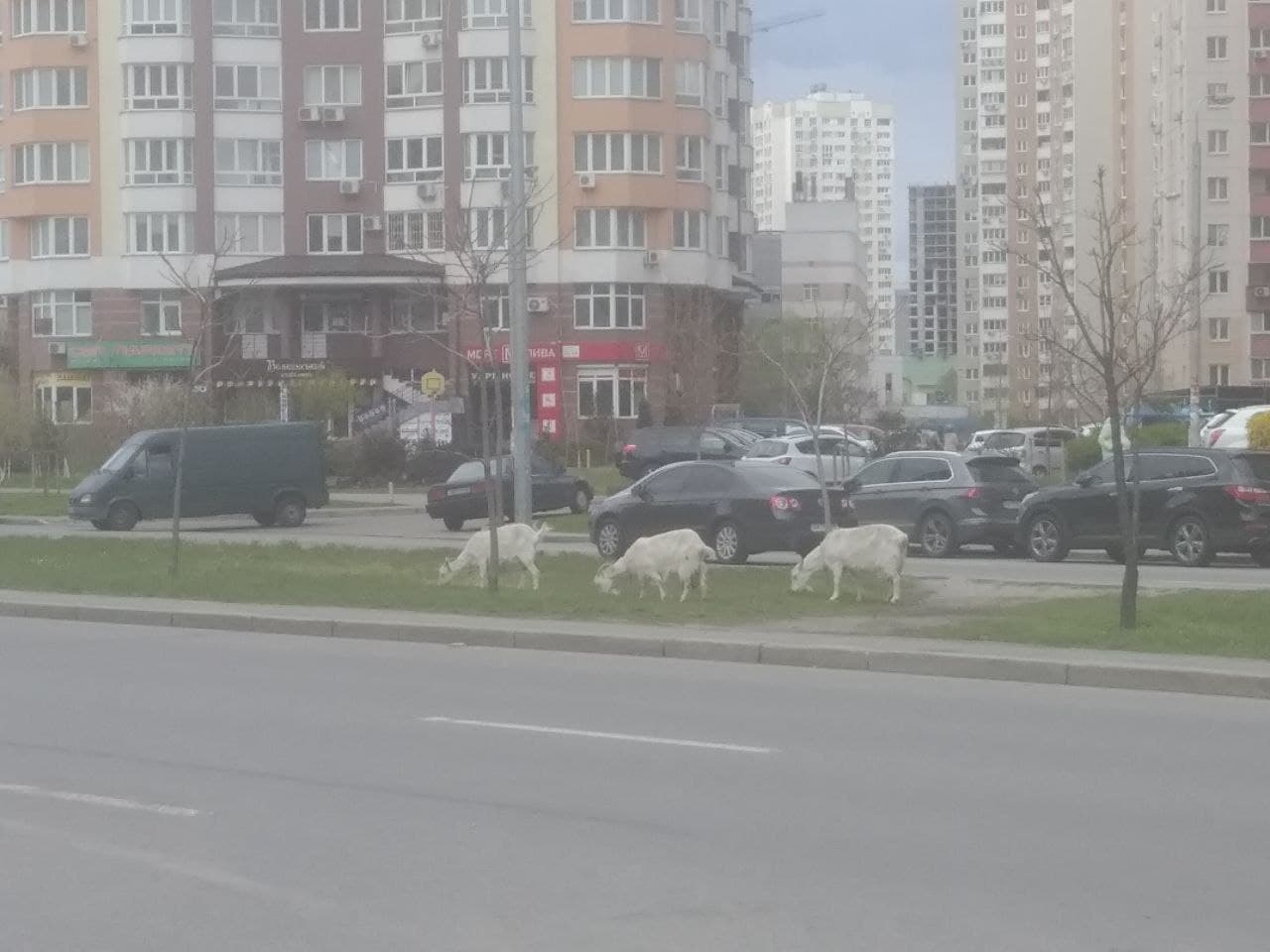 В Киеве рядом с припаркованными в зеленой зоне авто пасутся козы - фото -  Апостроф