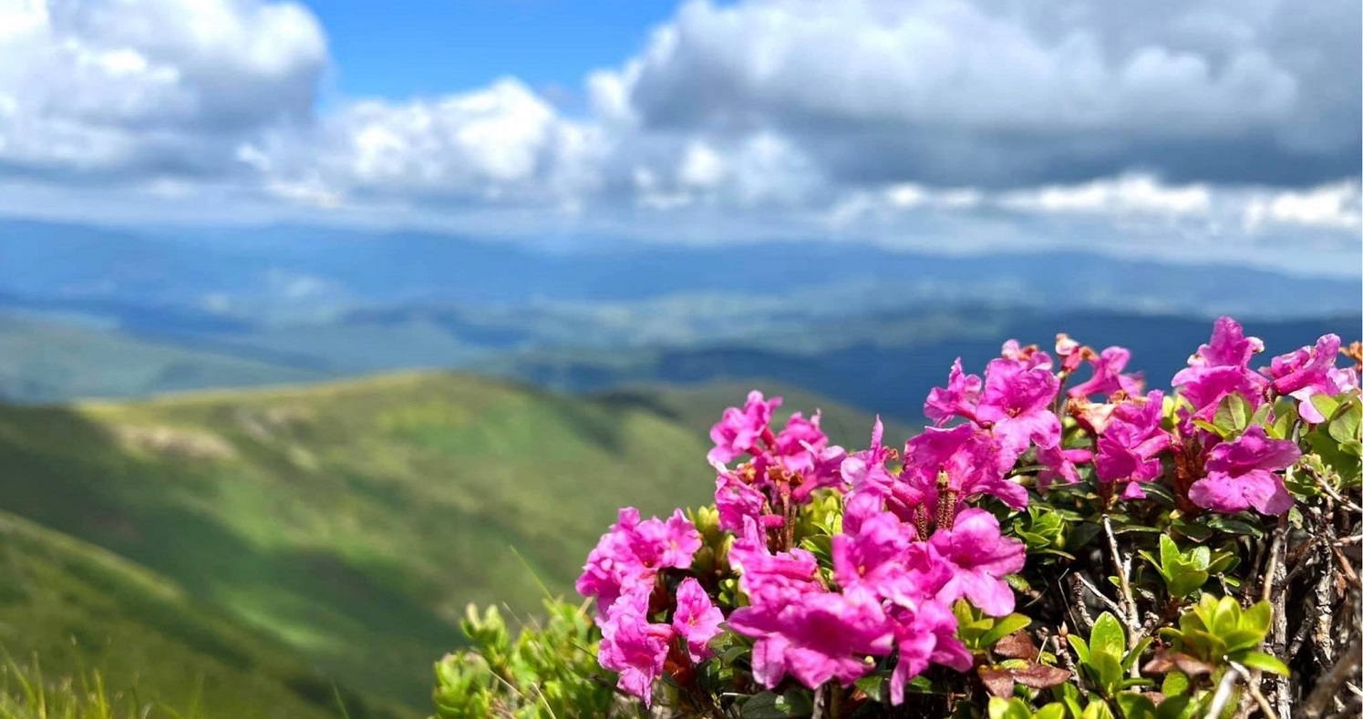 Chervona Ruta: The National Symbol of Ukraine in Bloom in the Carpathians