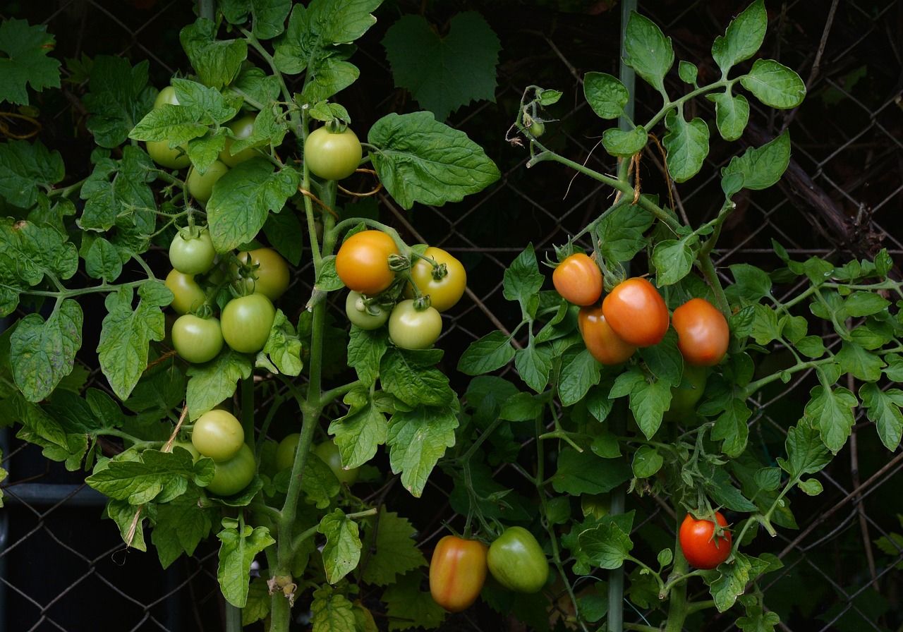 Як обробити помідори йодом