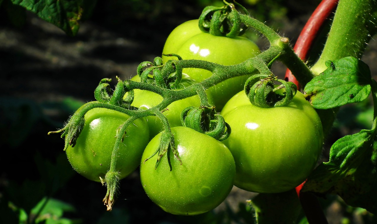 Как ускорить созревание зеленых помидоров в домашних условиях - простыеспособы