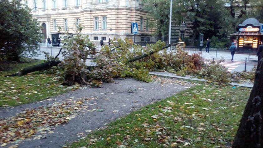 У Львівській області через негоду дерева падали прямо на дороги: фото