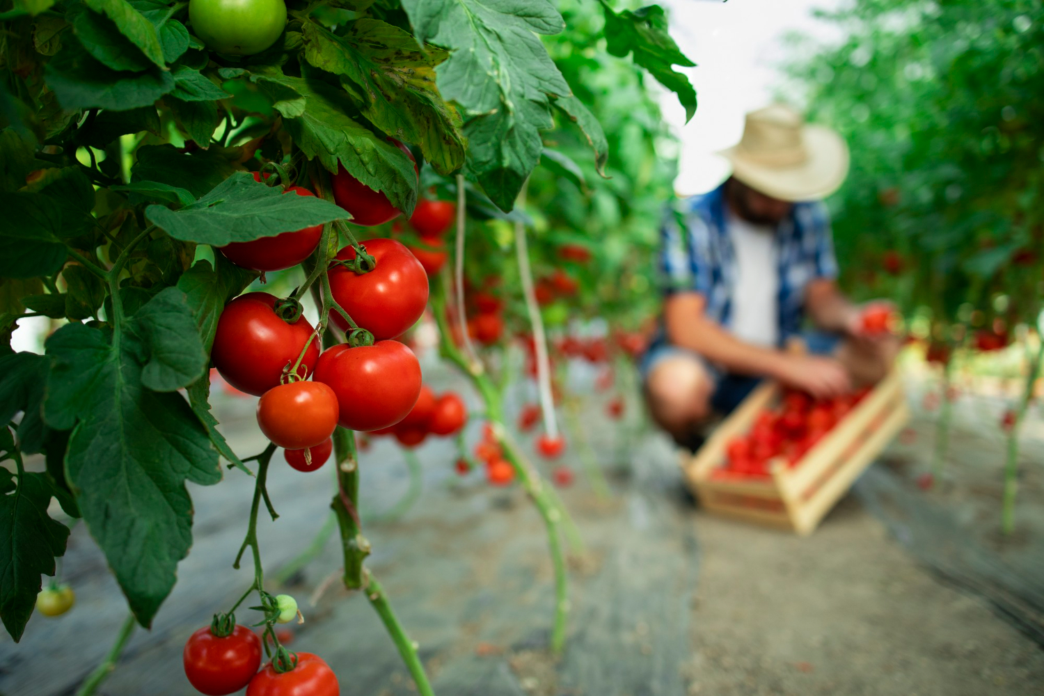 Як обробляти помідори мідним купоросом: ефективний метод та особливості використання