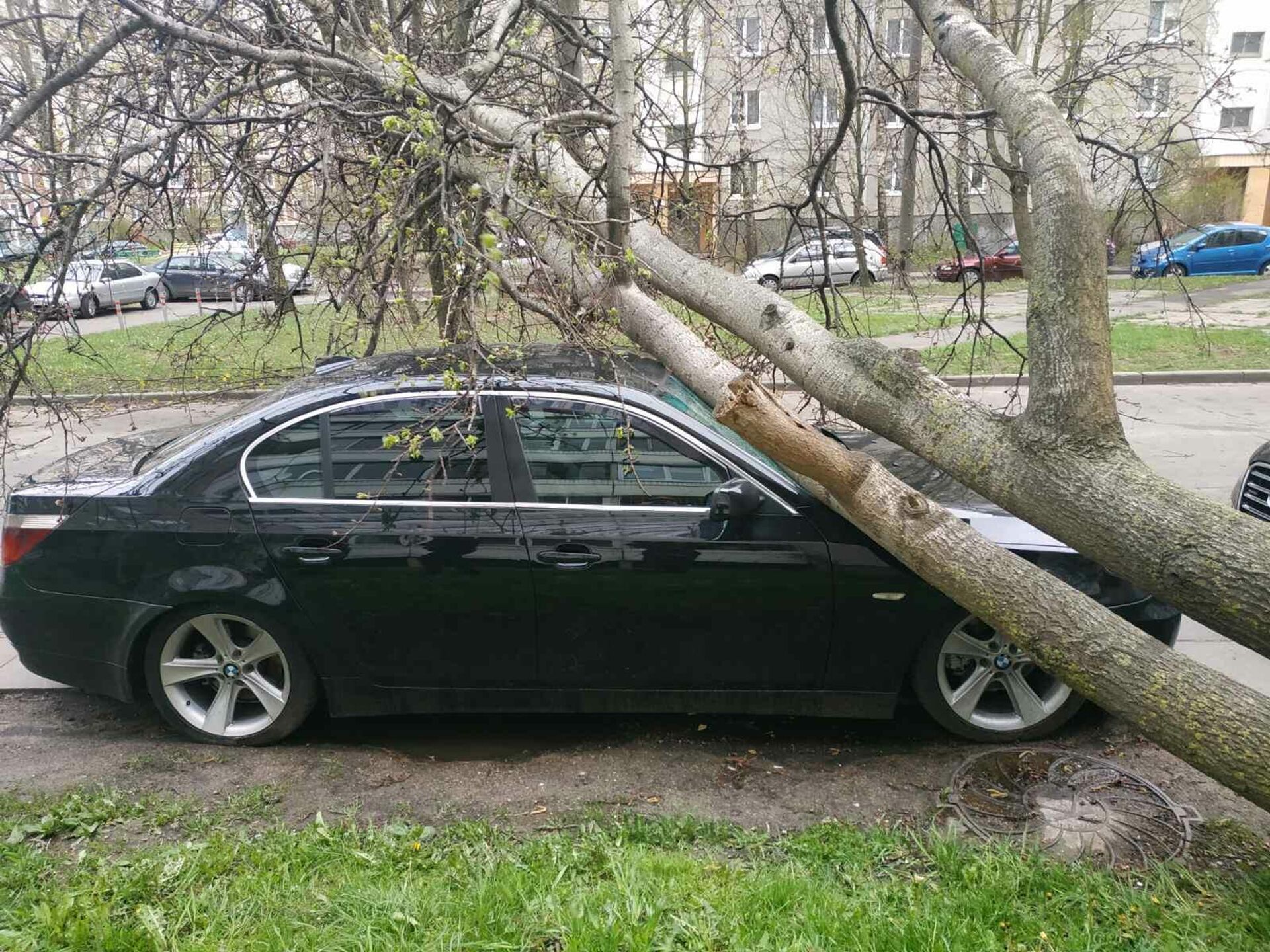 Ураган в Киеве 28 октября - дерево убило мужчину - фото и видео - Апостроф