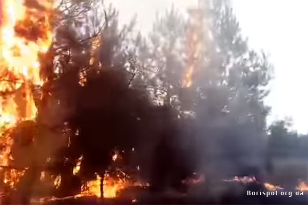 Под Киевом отдыхающие устроили пожар в лесу