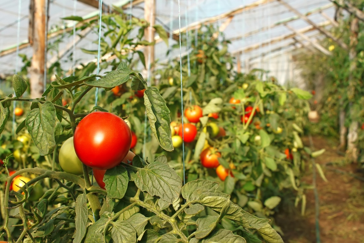 Как ухаживать за помидорами и когда обрывать листья - советы огородникам -Апостроф