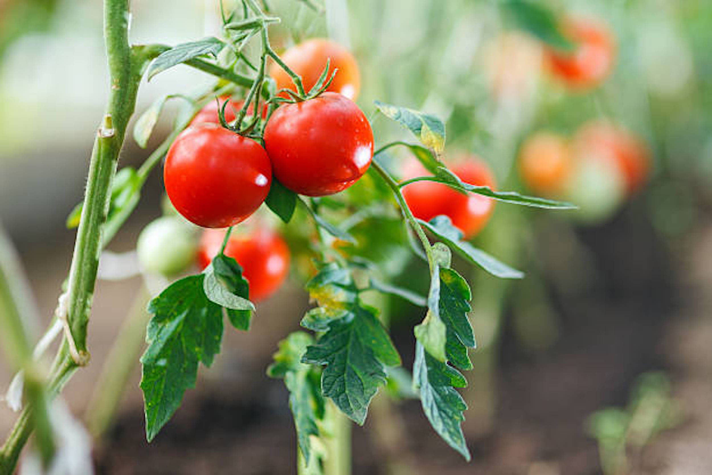 Как вырастить сладкие помидоры – советы дачникам - Апостроф