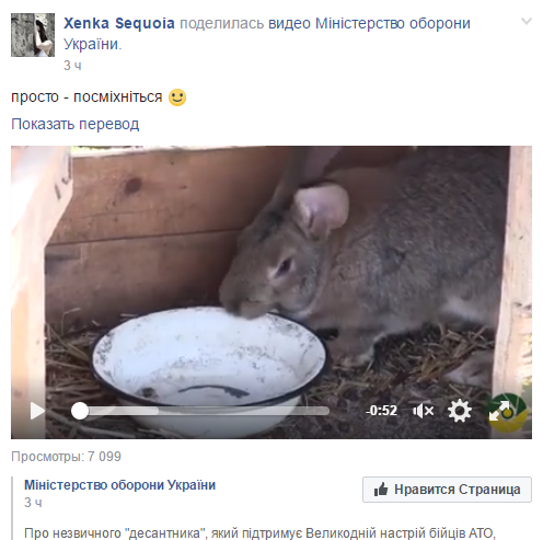 "Великодній" кролик: мережі порадувало відео з талісманом бійців АТО