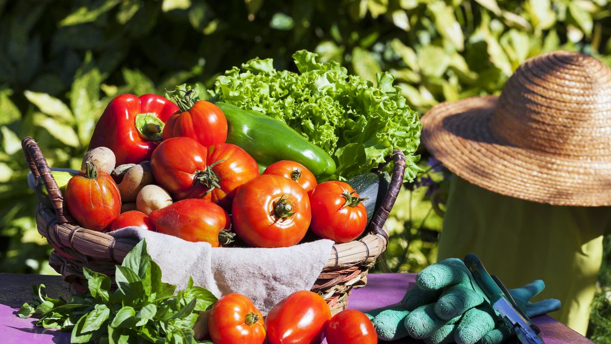Удобрение для рассады томатов в домашних условиях, как приготовить, когда проводить подкормки