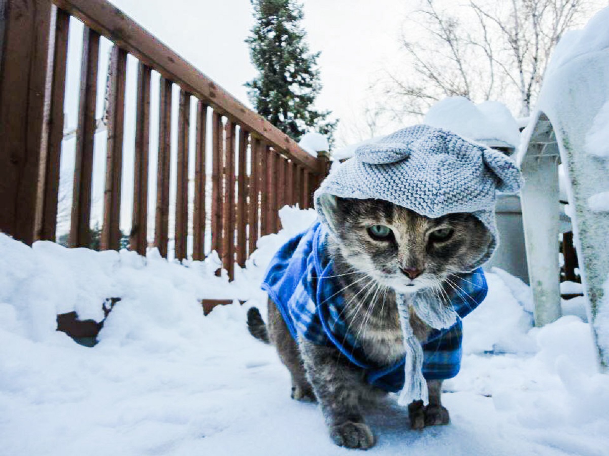 Сделай потеплее на улице. Кот зимой. Котики в зимних нарядах. Котик на морозе. Холодно Мороз.