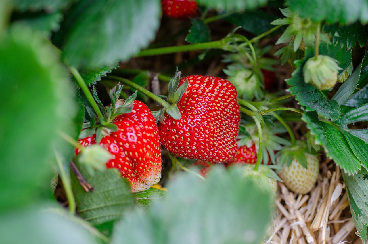 Гниение клубники - раствор перекиси водорода и йод помогут спасти ягоды