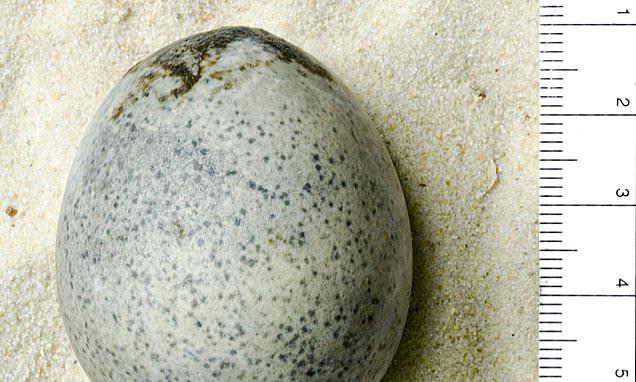 Археологи обнаружили одни из древнейших яиц