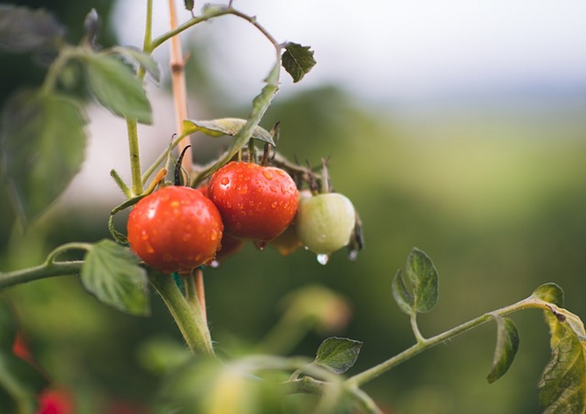 Борная кислота для помидоров – как обрабатывать томаты для увеличенияплодоношения