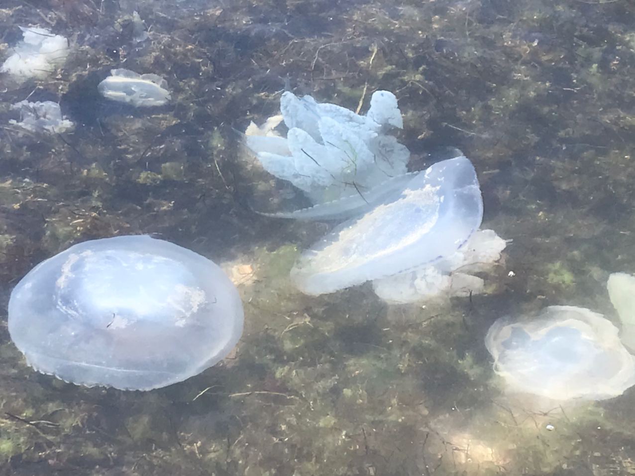 Медузы в азовском море. Медуза корнерот в Азовском море. Корнероты в Азовском море. Корне лот Азовское море. Огромные медузы в Азовском море 2020.