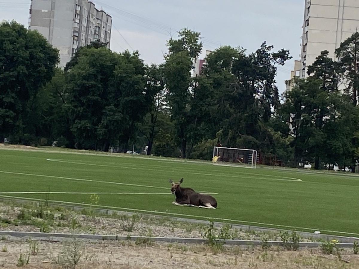 Лось в Киеве в Парке партизанской славы - киевляне вызвали ветеринара для  животных - видео - Апостроф