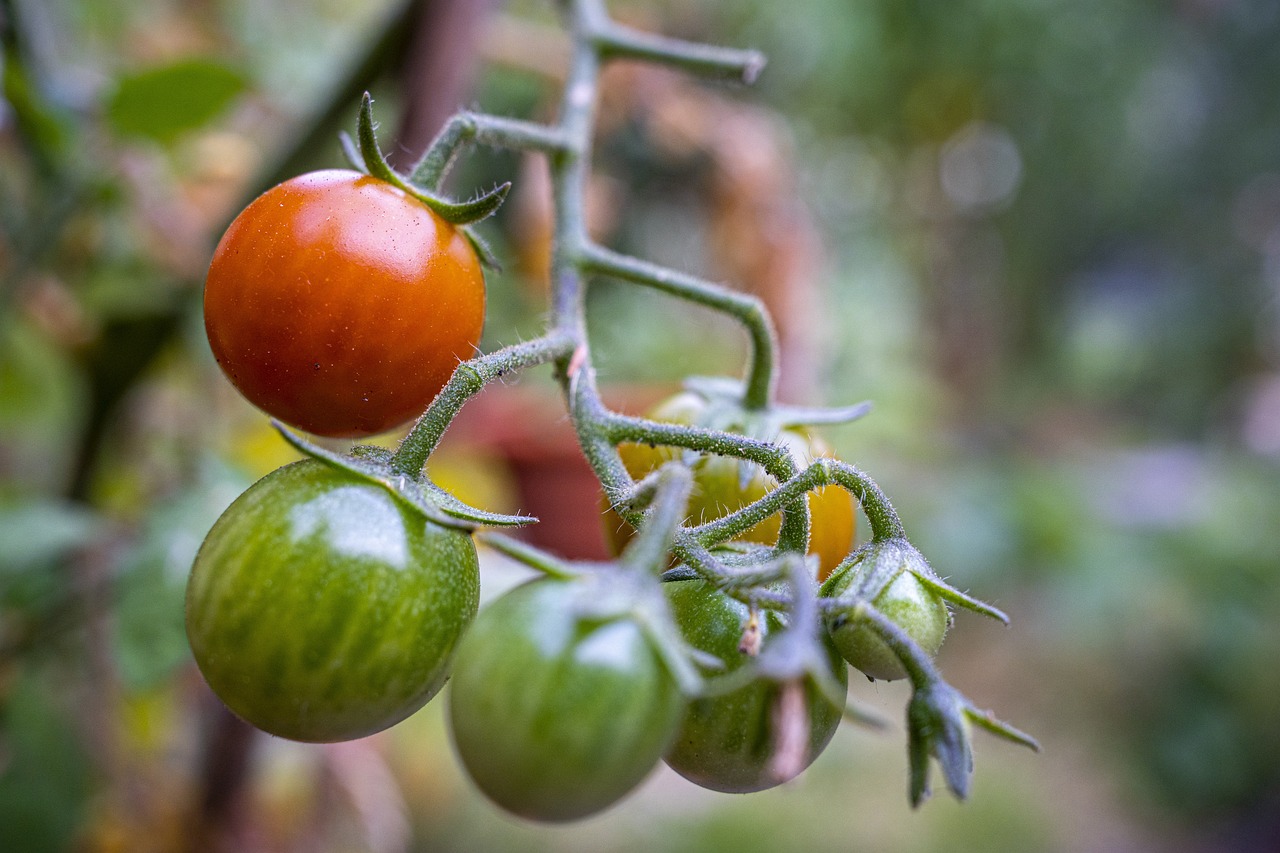 Как поливать помидоры пеплом во время созревания - полезная подкормкатоматов