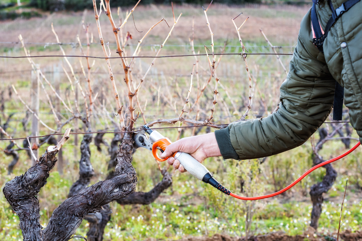 Чем обработать виноград на зиму – опрыскивание железным купоросом принесетпользу