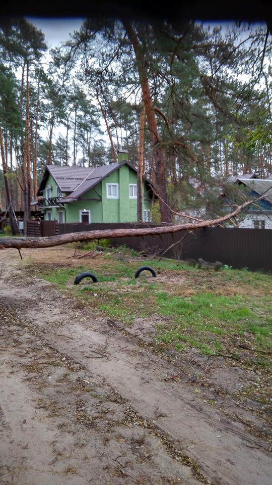 Под Киевом сильным ветром поломало десятки деревьев: опубликованы фото