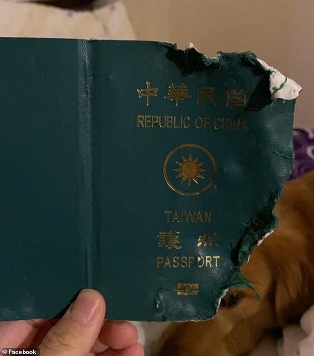 Жительница Тайваня рассказала, как собака спасла ее от смертельного коронавируса (ФОТО) 3