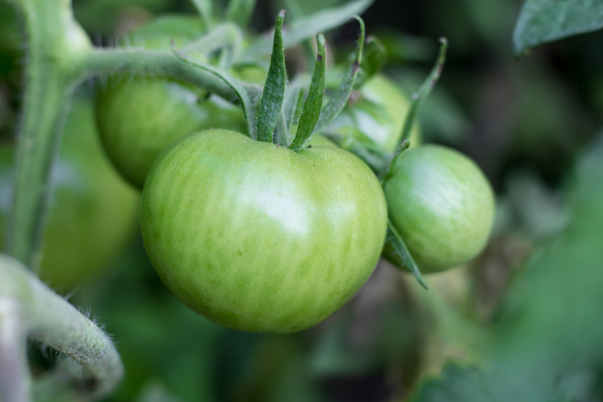 Как ускорить созревание помидоров - правила полива и подкормки в июле