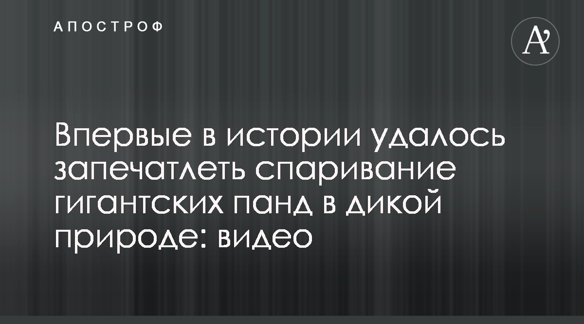 Как спариваются панды - уникальное видео - Апостроф