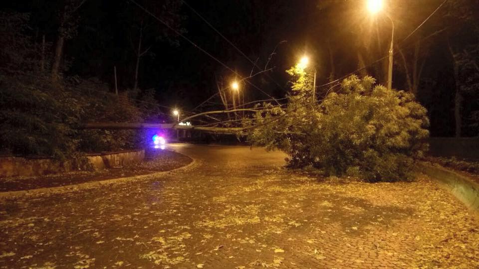 Во Львовской области из-за непогоды деревья падали прямо на дороги: фото