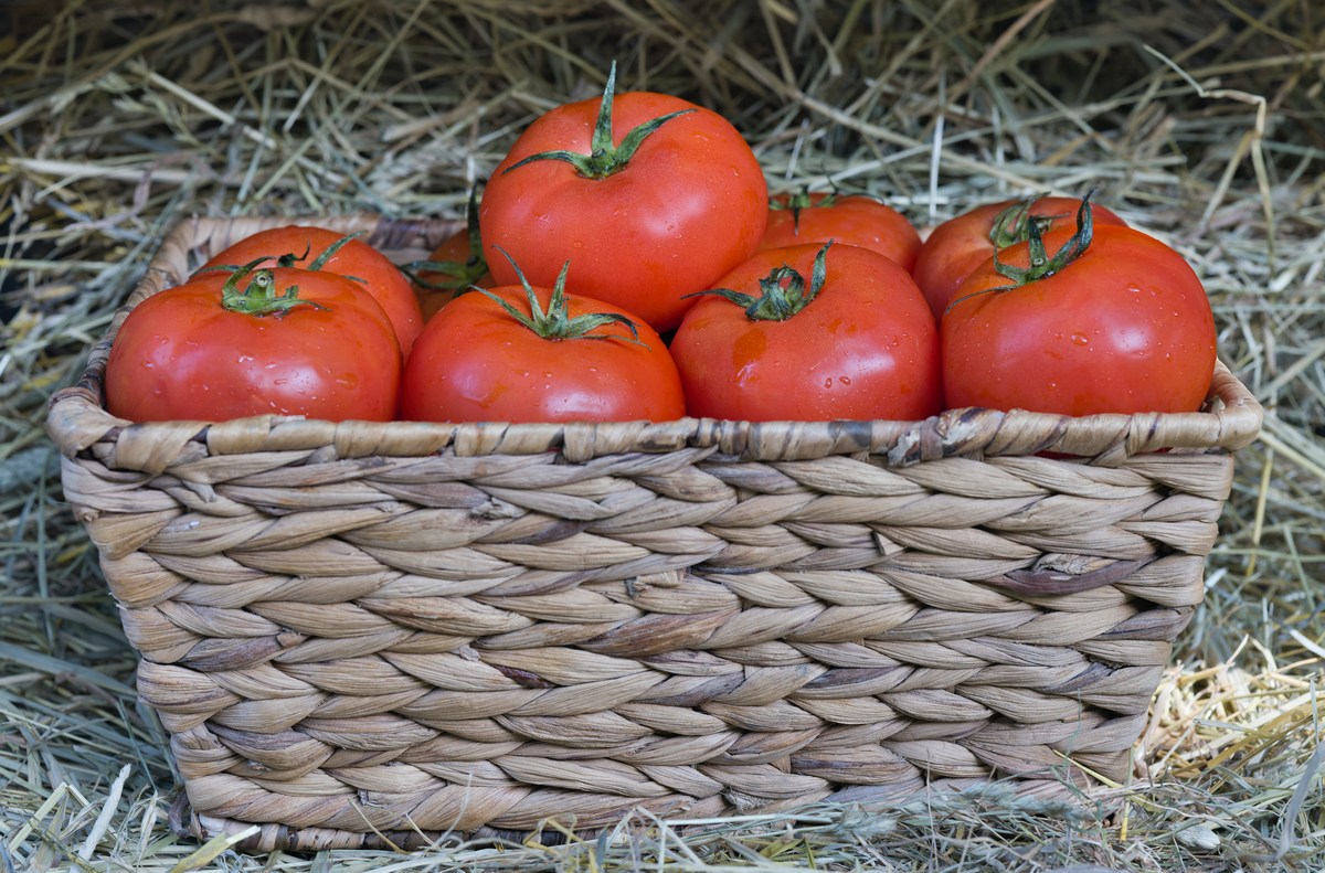 Бочковые помидоры в кастрюле — рецепт с фото пошагово. Готовим помидоры как бочковые на зиму.