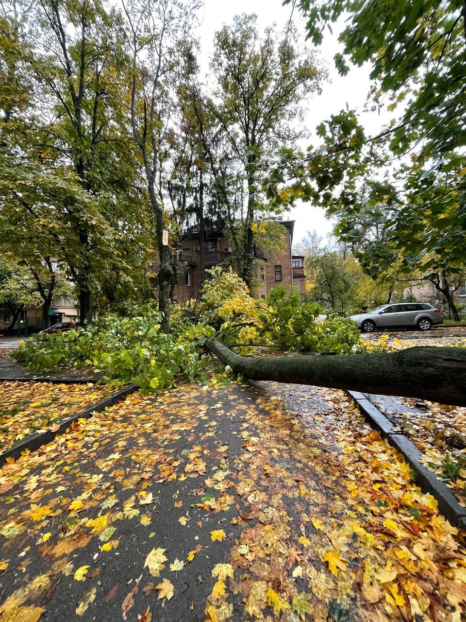 Непогода в Киеве - дерево упало на дорогу и оборвало провода - фото -  Апостроф