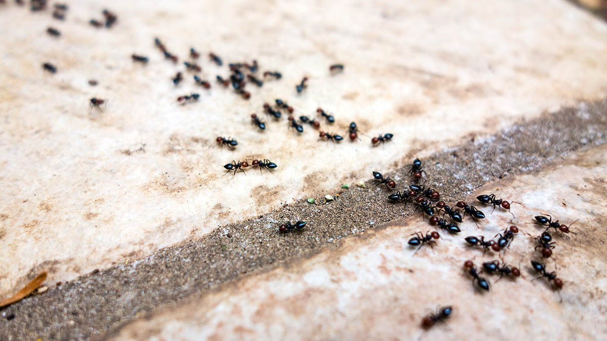 Як впоратися з мурахами в будинку: ефективні методи та поради