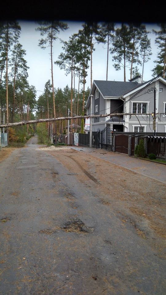 Под Киевом сильным ветром поломало десятки деревьев: опубликованы фото