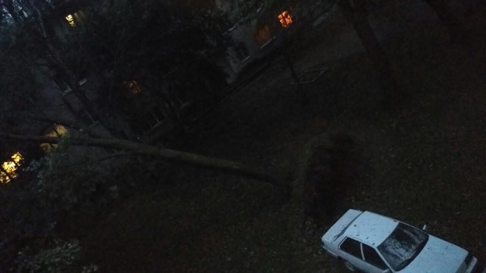 Во Львовской области из-за непогоды деревья падали прямо на дороги: фото