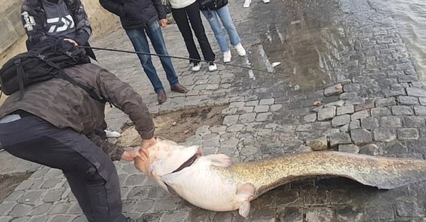 В Париже рыбаки поймали огромного сома в Сене — фото и видео - Апостроф